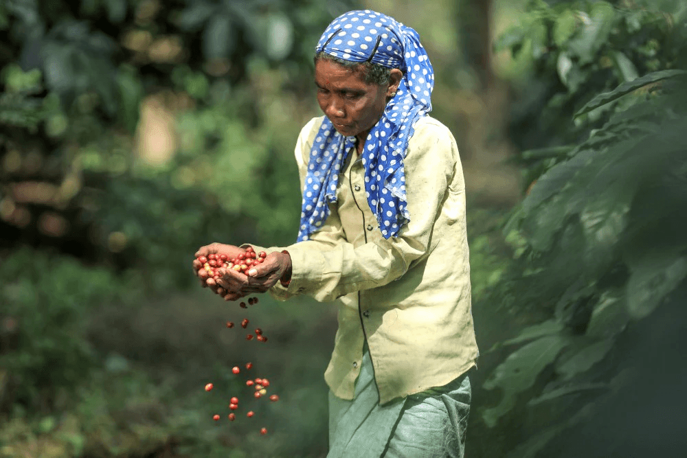 Coffee farmer holding freshly picked coffee cherries