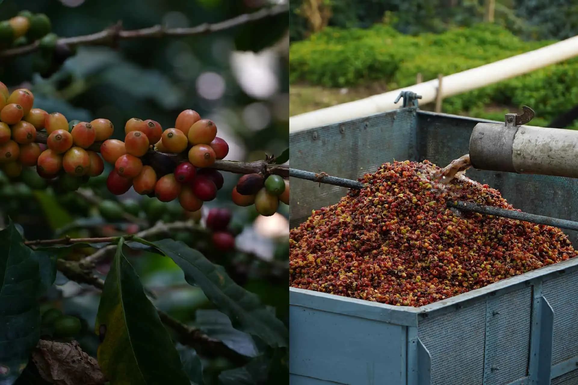 Friends of the Farmer | Coffee Brewing Trip