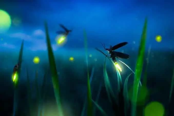 Fireflies Workshop with New Delhi Nature Society
