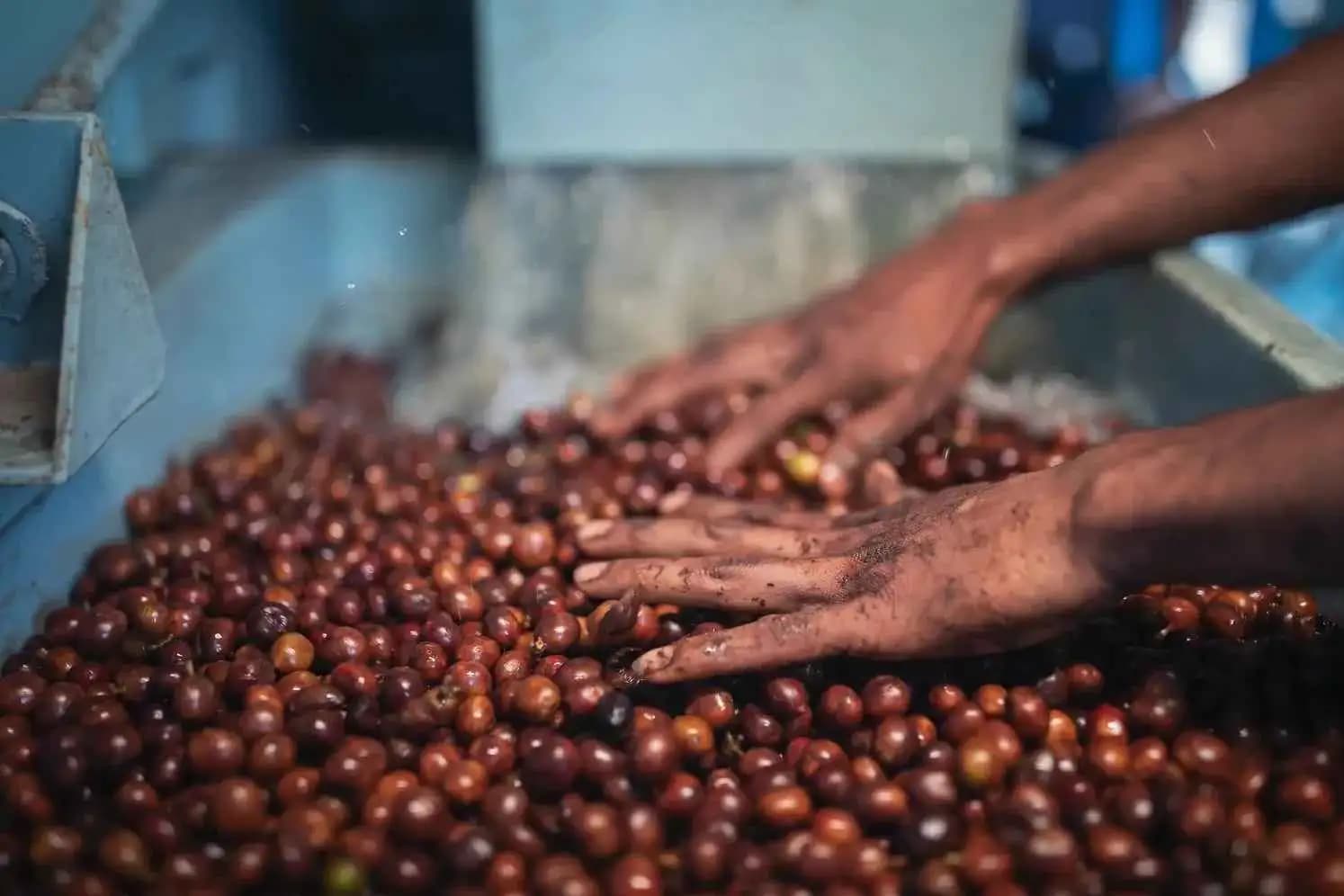 Friends of the Farmer | Coffee Brewing Trip