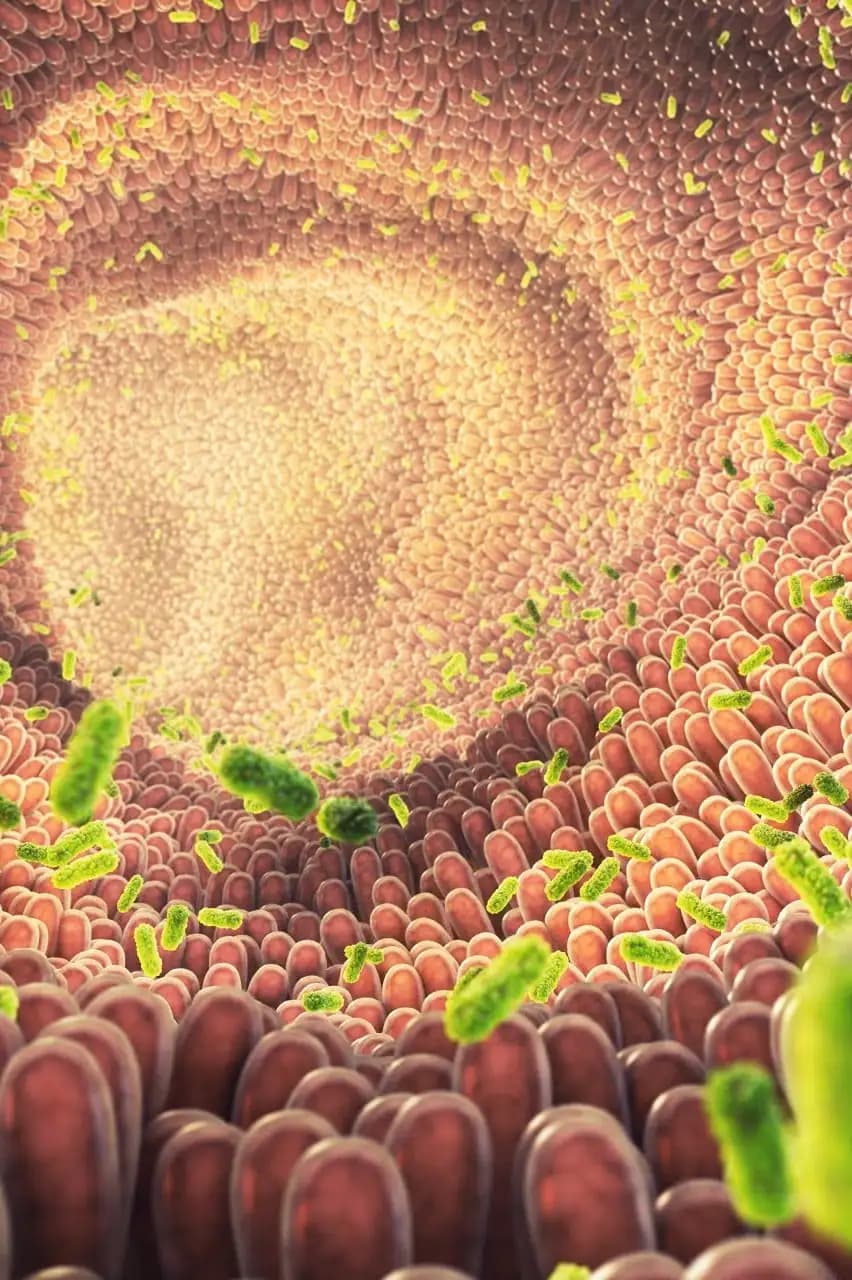 From Plate To Planet