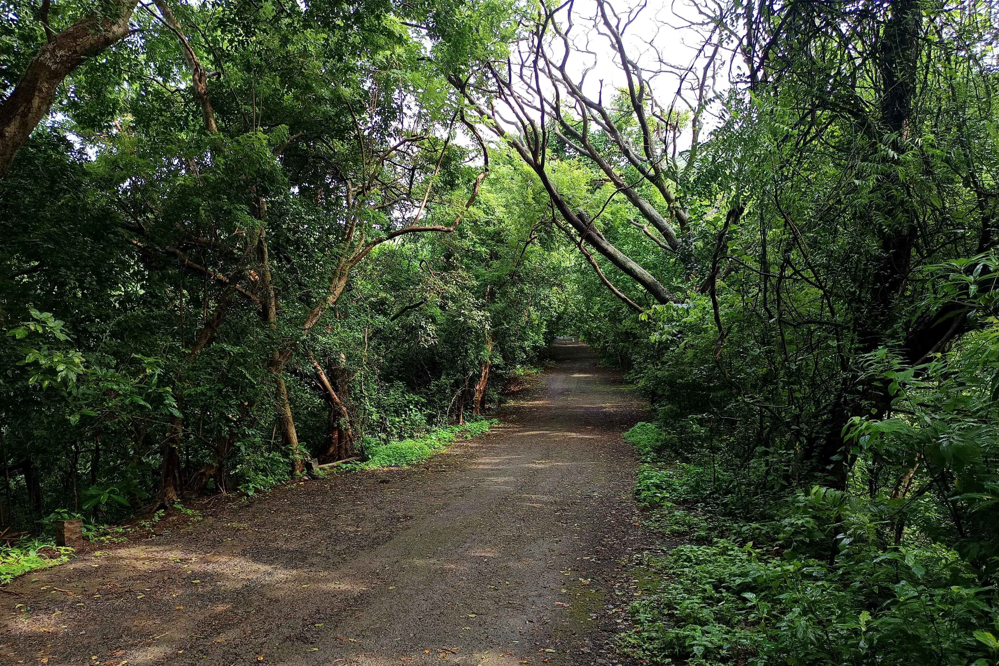 Birdwatching at Goregaon Film City