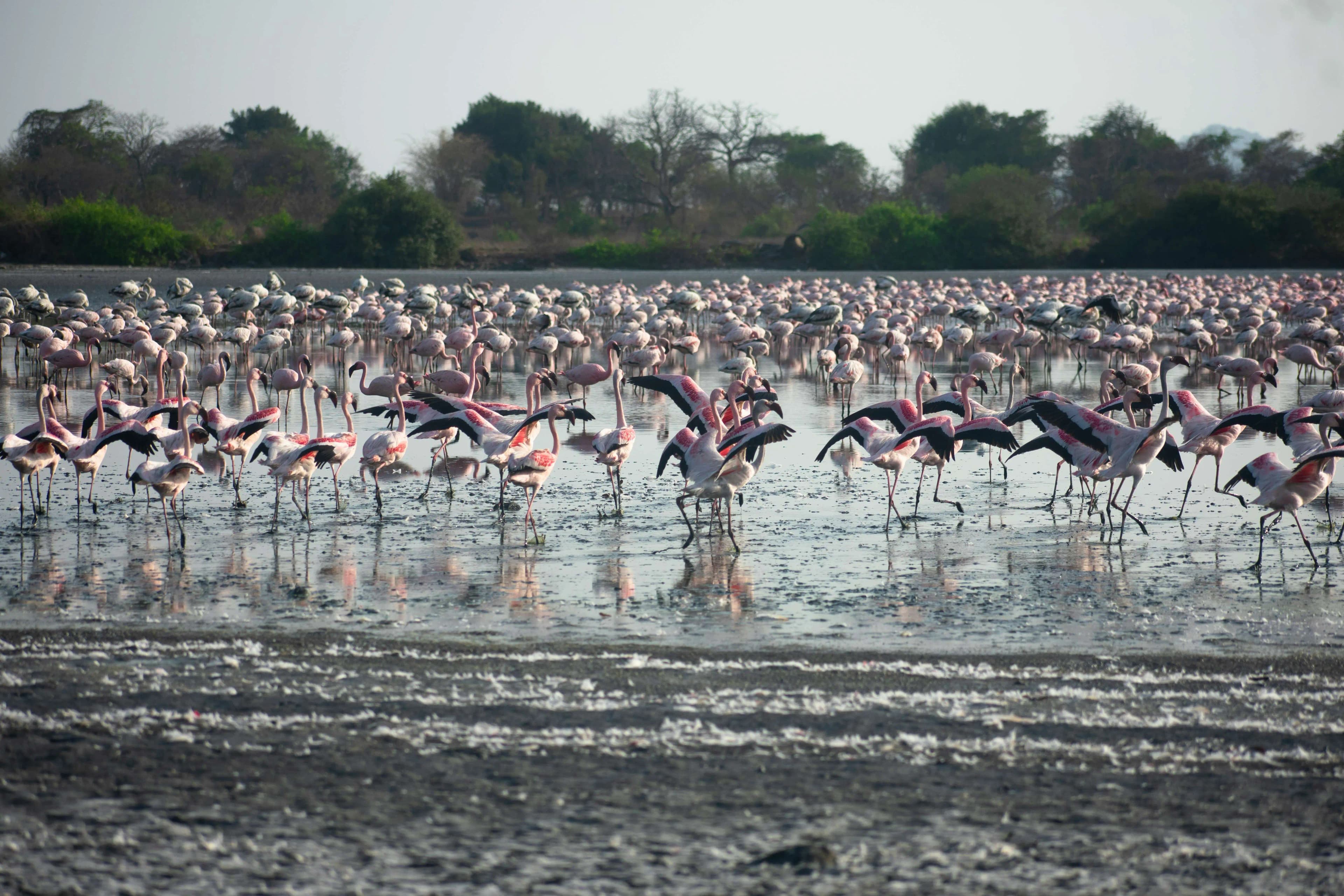 Flamingo Watching in Mumbai