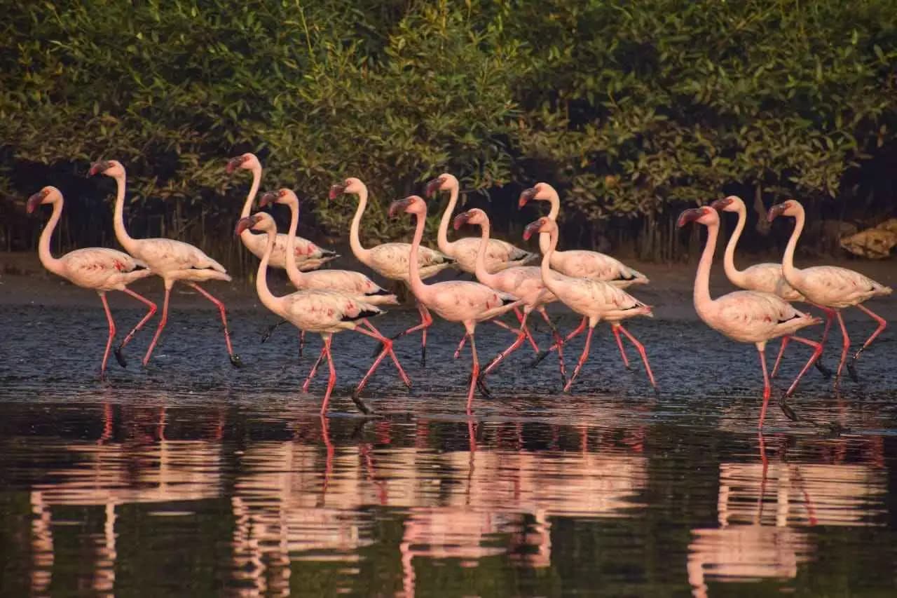 Flamingo Boat ride at Thane Creek