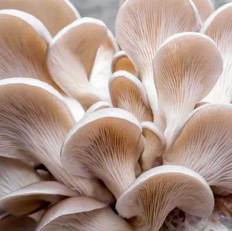 Mushroom Farming at MNP