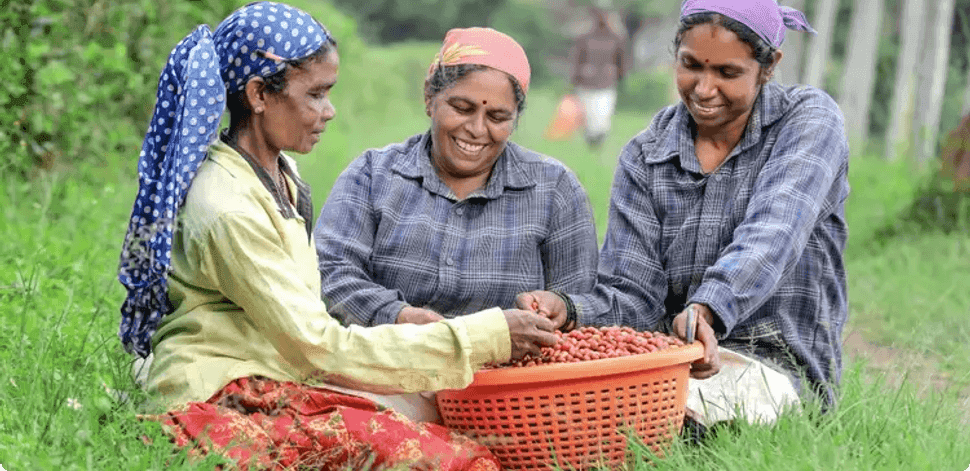 Coffee picker holding freshly harvested cherries on the estate