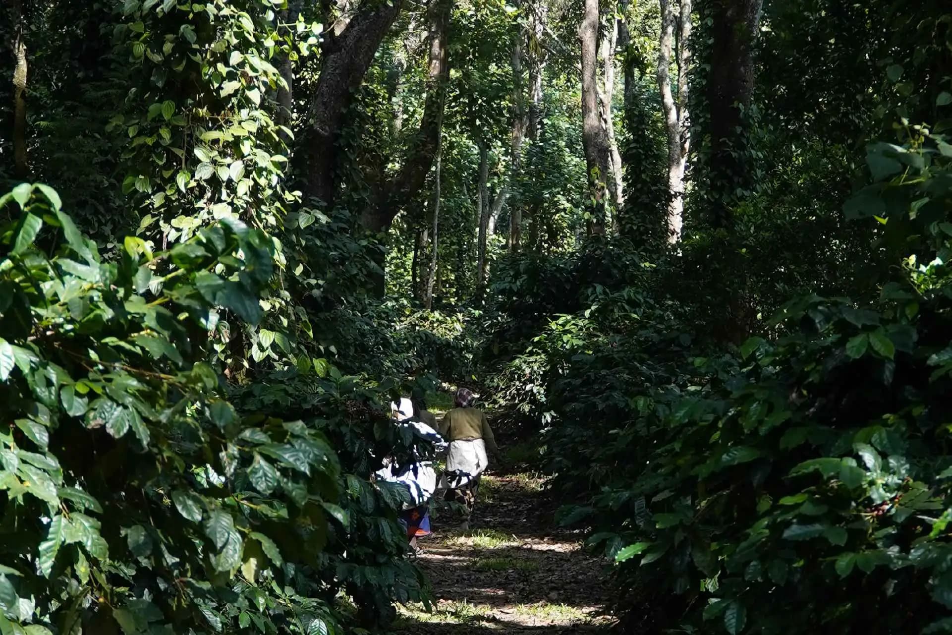 Friends of the Farmer | Coffee Brewing Trip