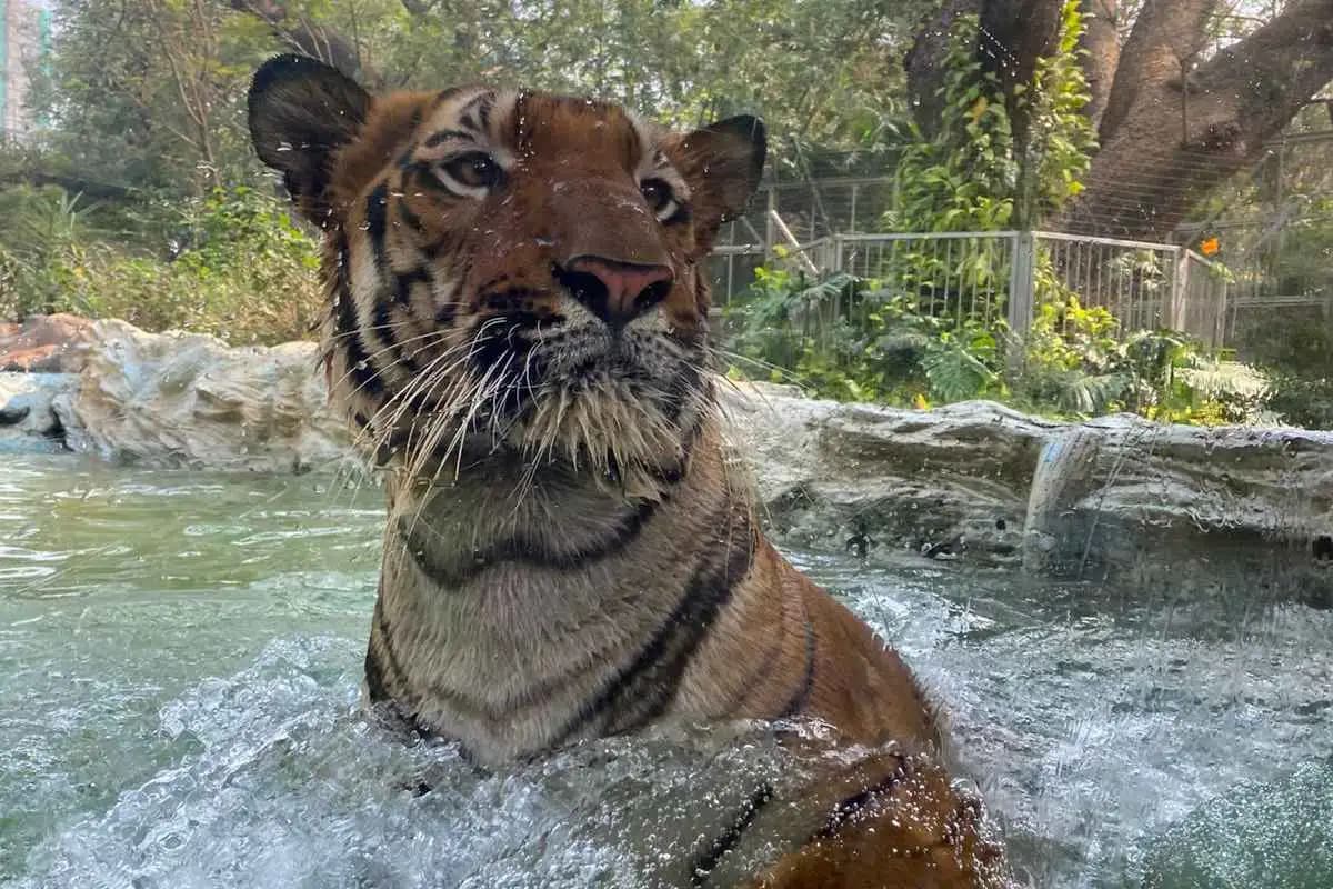 A Wild Day At Zoo