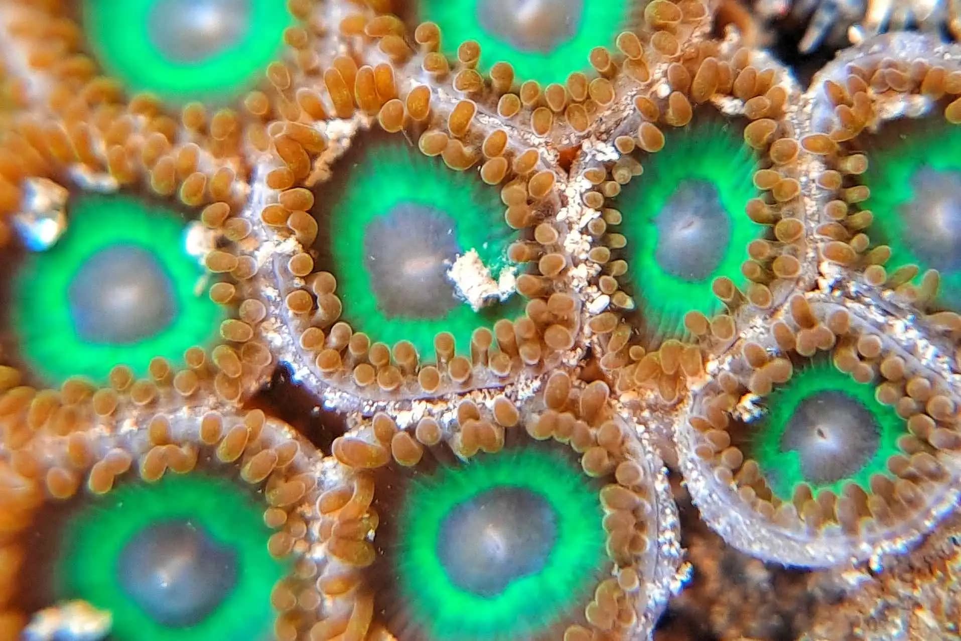 Marine Walk at Nepean Sea Road