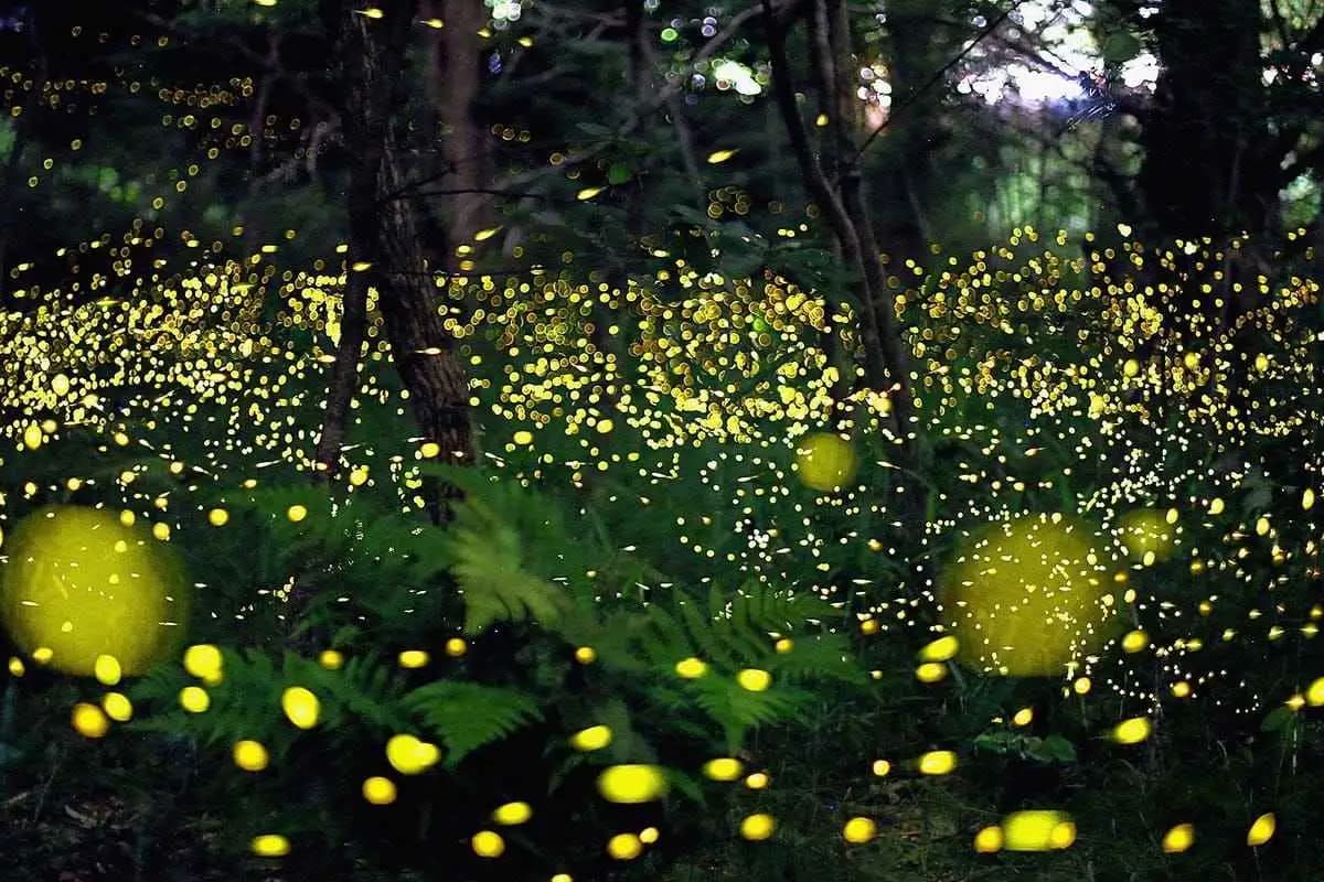 Fireflies Workshop with New Delhi Nature Society