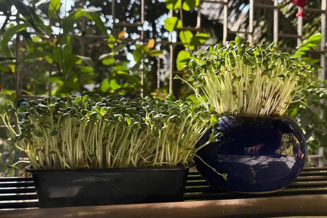 Microgreens workshop
