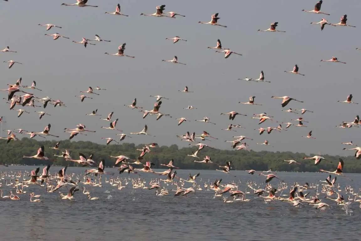 Flamingo Boat ride at Thane Creek