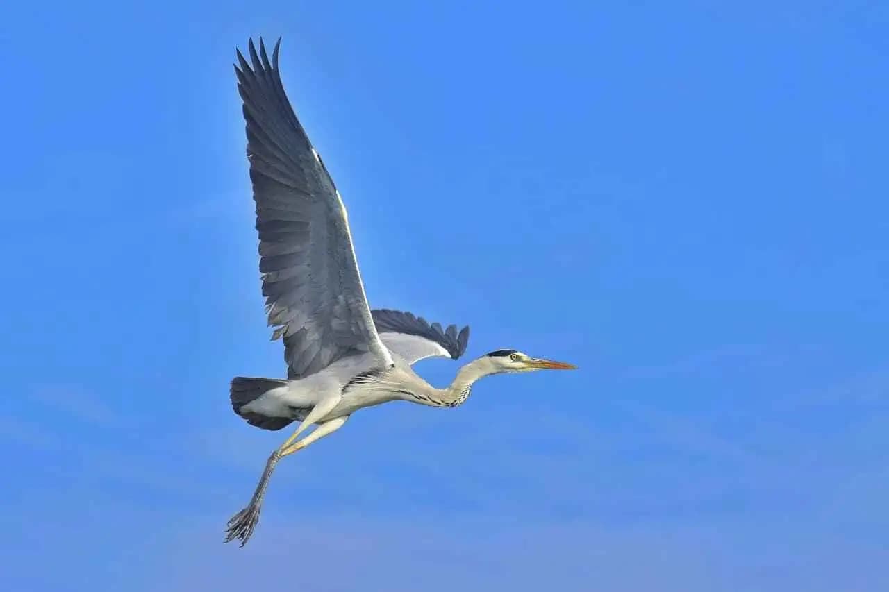 Birdwatching at Bhandup Pumping Station