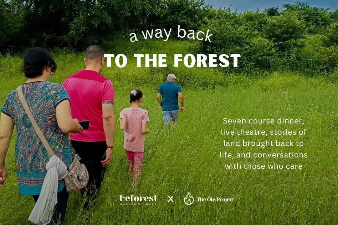 A Way Back To The Forest